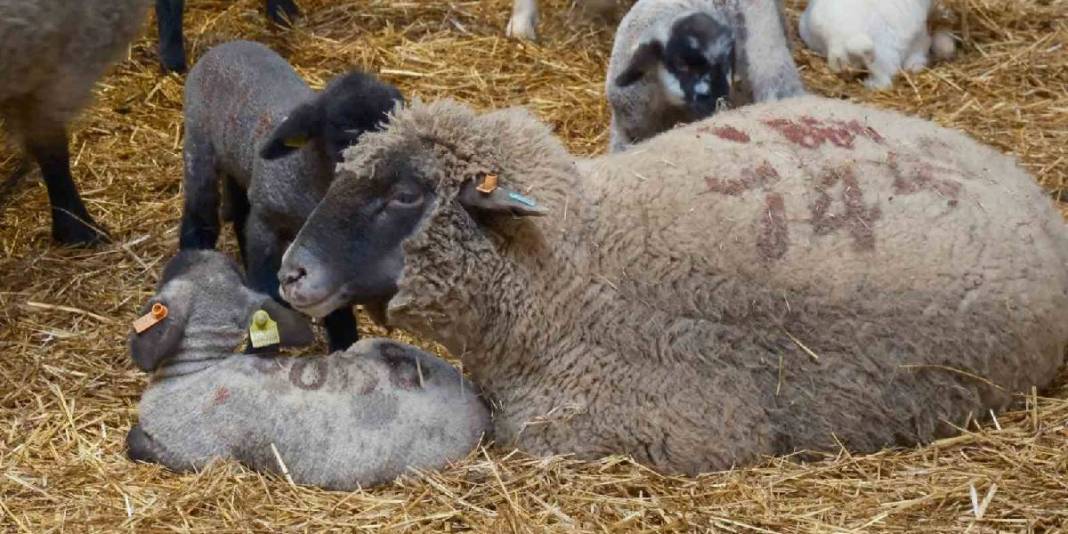 Merinos Koyunu’na yeni rakip! Üstelik eti de çok: Bandırma Koyunu’yla tanışın 1